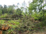 2022-05-20 - Tornado beim Sturmtief Emmelinde Solling - Steinlade bis Gehren (05)